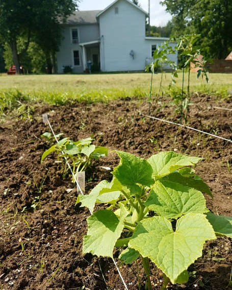 IMG_20170701_164953_362