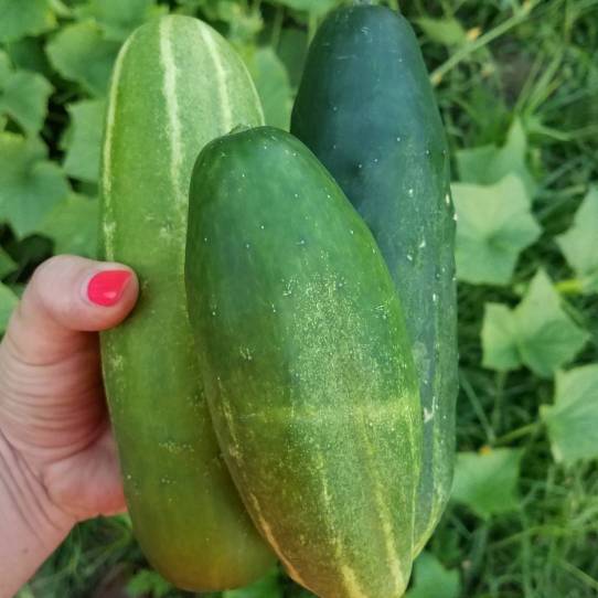 IMG_20170729_212748_031